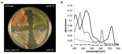 The blue light-dependent LOV-protein LdaP of Dinoroseobacter shibae acts as antirepressor of the PpsR repressor, regulating photosynthetic gene cluster expression